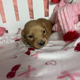 Chester - Cream male Dachshund puppy in Lake City, Florida from My Ditzy Doxies of Florida