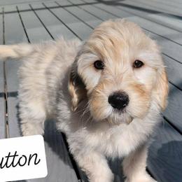 Sutton - Cream male Goldendoodle puppy in Eau Claire, Wisconsin from Fisher River Doodle's