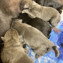 Boy 1 - Cane Corso puppy from West By God Virginia Cane Corso