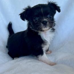 Bunny - Black and tan male Chihuahua puppy in Windsor, South Carolina from Gemstone Chihuahuas