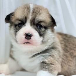 Carys - Red female Pembroke Welsh Corgi puppy in Inola, Oklahoma from Pine Lane Pembrokes