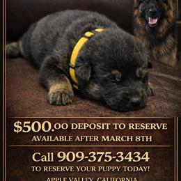 German Shepherd Puppies from Brooks High Quality Breeders