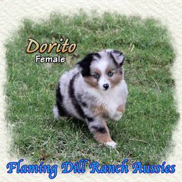 Dorito - Blue merle female Toy Australian Shepherd puppy in Forestburg, Texas from Flaming Dill Ranch Aussies