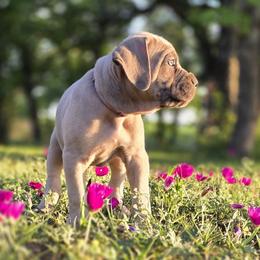 Cane Corso Puppies from HOUSE OF HALL CANE CORSOS
