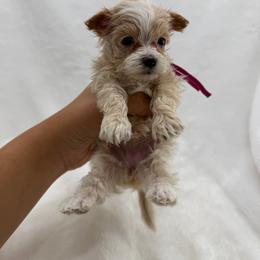 Mauve collar - Apricot female Maltipoo puppy in Turlock, California from 209PuppiesCaliforniaMaltipoo