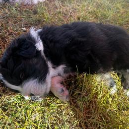 Australian Shepherd Puppies from Hamilton Farms
