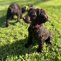 Boykin Spaniel Puppies from Drakes Creek Boykins LLC
