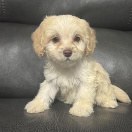Cream no collar - Cream female Cockapoo puppy in Berea, Kentucky from Blair’s Furry Friends