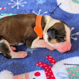 Orange - Sable male Bernedoodle puppy in Beaumont, Texas from Joy's Dood Ranch