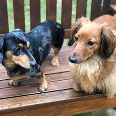 Dachshunds from Stepuppies dachshund