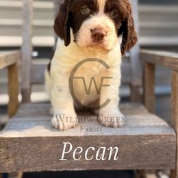 Pecan - Liver and white female English Springer Spaniel puppy in Uvalda, Georgia from Willow Creek Farms
