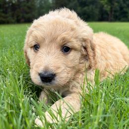 Tan - Cream male Goldendoodle puppy in Winston, Georgia from Grandview Goldendoodles