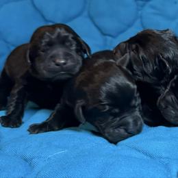 Girl 2 - Black female Labrador Retriever puppy in North Pole, Alaska from Mulberry Retrievers