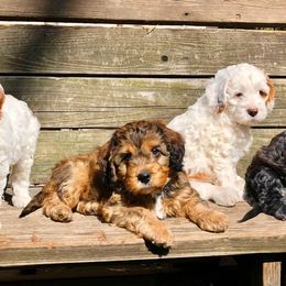 Cavapoos and Cockapoos from Columbia River Cockapoos