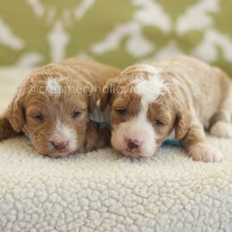 Goldendoodle Puppies from Creamery Hollow Doodles