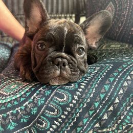 Black and Tan Coonhound and French Bulldog Puppies from Kalan Kennel