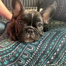 Black and Tan Coonhound and French Bulldog Puppies from Kalan Kennel