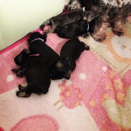 Miniature Schnauzer Puppies from Starbound Miniture Schnauzer's