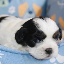 Piper - Black and white female Shichon puppy in Pennsylvania from Manor Hills Shih Tzus