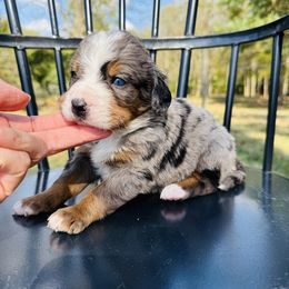 ChaCha - Merle female Bernedoodle puppy in Bowling Green, Ohio from FDF Pyredoodles & Bernedoodles
