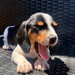 Mouse - Piebald female Dachshund puppy in Brownsville, California from Pine & Pasture Dachshunds