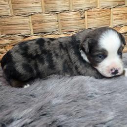 Torque - Blue merle male Miniature Australian Shepherd puppy in Paris, Texas from Blue Envy Mini Aussies