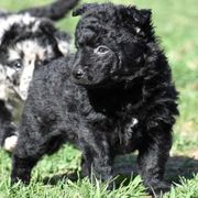 Catria- Girl - Black Mudi puppy in Omaha, Nebraska from Magik Mudi Kennel
