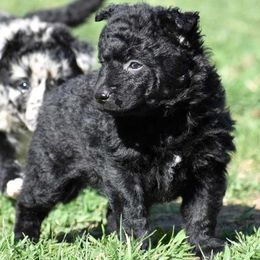 Catria- Girl - Black Mudi puppy in Omaha, Nebraska from Magik Mudi Kennel