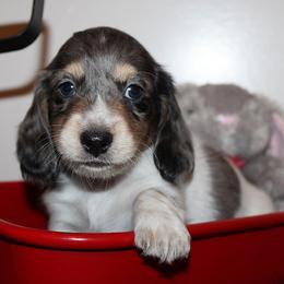 Boy 2 - Blue and tan male Dachshund puppy in Craig, Colorado from Rocky Mountain Shih Tzus and Dry Creek Miniature Dachshunds