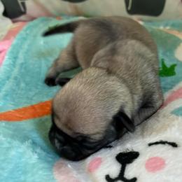 Fred - Fawn male Pug puppy in Hanover, Virginia from Pure Pugs