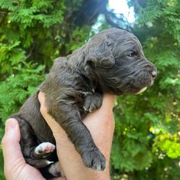Everdell - Chocolate female Goldendoodle puppy in Lancaster, Pennsylvania from Doodles in the Skye