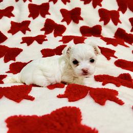 Holly - White female Maltese puppy in Homestead, Florida from Princess’s Maltese Palace
