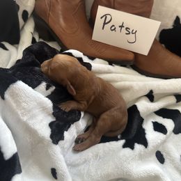 Goldendoodle Puppies from Betsy-Doodles