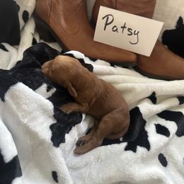 Goldendoodle Puppies from Betsy-Doodles