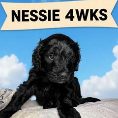 Baby Ruth - Black female Barbet puppy in New Bedford, Massachusetts from Barbie's Barbets