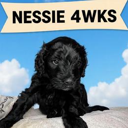 Baby Ruth - Black female Barbet puppy in New Bedford, Massachusetts from Barbie's Barbets