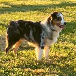 Bentley - Australian Shepherd