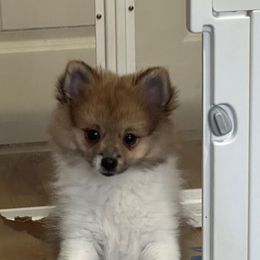 Maile - Red parti female Pomeranian puppy in Hilo, Hawaii from Jonna's Poms