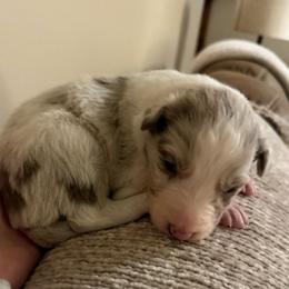 Bailey girl - Lilac merle female Border Collie puppy in Fairview, Tennessee from Hoffman Forest Acres LLC