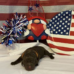 Bernedoodle and Labrador Retriever Puppies from MarmeDuke Doodles