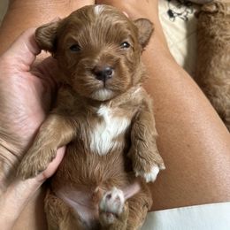 Bennett - Red male Cavapoo puppy in Aiken, South Carolina from Cavapoos of the Carolinas
