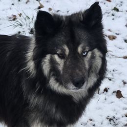 Grimm - Agouti and white Siberian Husky puppy in Michigan from Gray Run Siberian Huskies