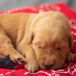 Ms. Pink - Golden female Golden Retriever puppy in Brentwood, California from Golden M Family Farms