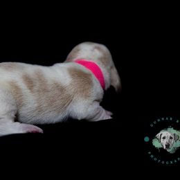 Basset Hound Puppies from Tabitha Schwierking