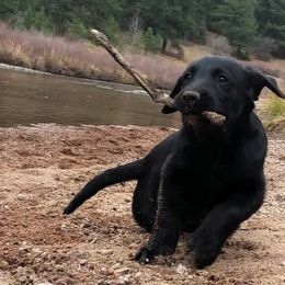 Labrador Retrievers from High Prairie Canines