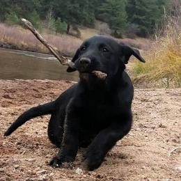 Labrador Retrievers from High Prairie Canines