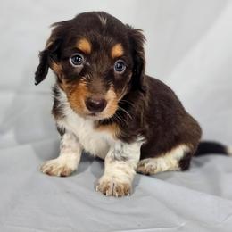 Mahogany - Chocolate and tan male Dachshund puppy in Arthur, Illinois from Dachs and Poms