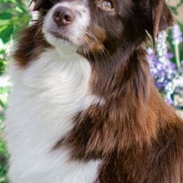 Miniature American Shepherds, Miniature Australian Shepherds, and Toy Australian Shepherds from Bluebonnet Miniature American Shepherds