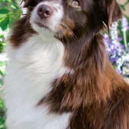 Miniature American Shepherds, Miniature Australian Shepherds, and Toy Australian Shepherds from Bluebonnet Miniature American Shepherds