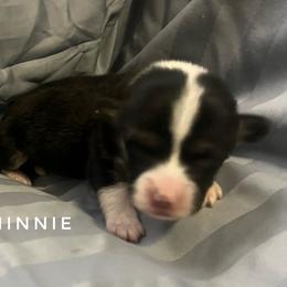 Minnie - 5yr health guarantee - Black and tan female Pembroke Welsh Corgi puppy in Vernal, Utah from Bingo's Kennel